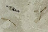 Insect Fossil Cluster- Green River Formation, Utah #101680-3